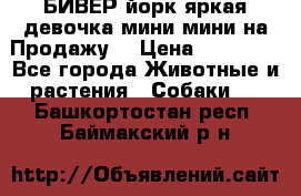 БИВЕР йорк яркая девочка мини мини на Продажу! › Цена ­ 45 000 - Все города Животные и растения » Собаки   . Башкортостан респ.,Баймакский р-н